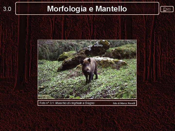 3. 0 Morfologia e Mantello Foto n° 3. 1: Maschio di cinghiale a Giugno 3. 0 Morfologia e Mantello Foto n° 3. 1: Maschio di cinghiale a Giugno