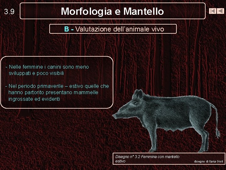 3. 9 Morfologia e Mantello B - Valutazione dell’animale vivo - Nelle femmine i 3. 9 Morfologia e Mantello B - Valutazione dell’animale vivo - Nelle femmine i