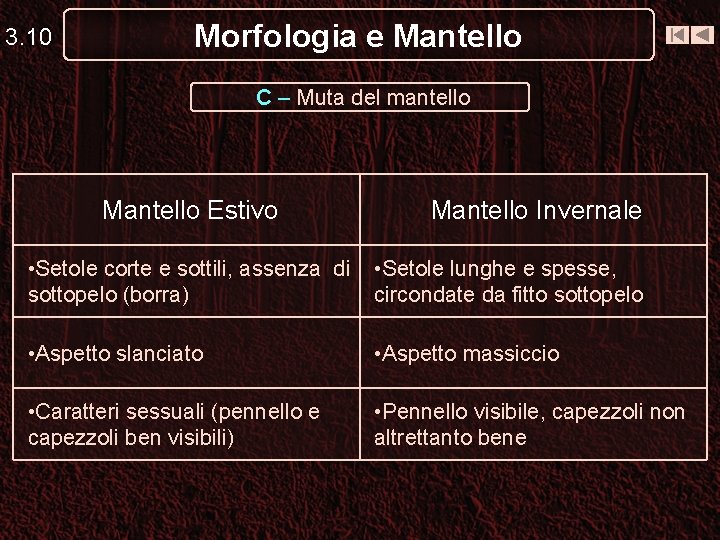 3. 10 Morfologia e Mantello C – Muta del mantello Mantello Estivo Mantello Invernale 3. 10 Morfologia e Mantello C – Muta del mantello Mantello Estivo Mantello Invernale