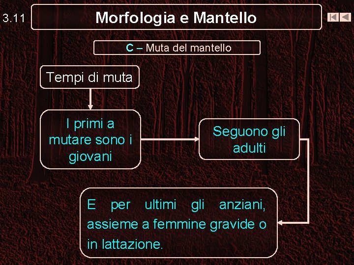 3. 11 Morfologia e Mantello C – Muta del mantello Tempi di muta I 3. 11 Morfologia e Mantello C – Muta del mantello Tempi di muta I