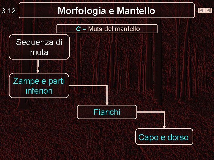 3. 12 Morfologia e Mantello C – Muta del mantello Sequenza di muta Zampe 3. 12 Morfologia e Mantello C – Muta del mantello Sequenza di muta Zampe