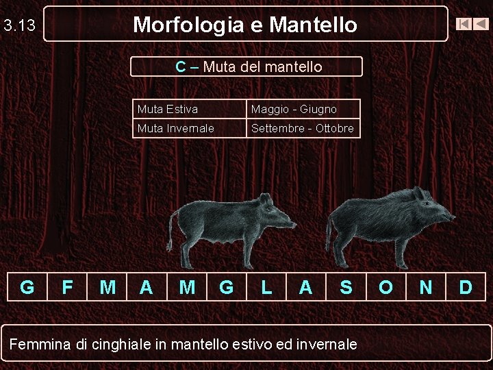 Morfologia e Mantello 3. 13 C – Muta del mantello G F M Muta Morfologia e Mantello 3. 13 C – Muta del mantello G F M Muta