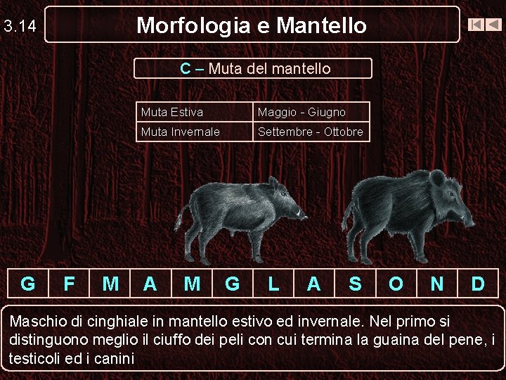 Morfologia e Mantello 3. 14 C – Muta del mantello G F M Muta Morfologia e Mantello 3. 14 C – Muta del mantello G F M Muta