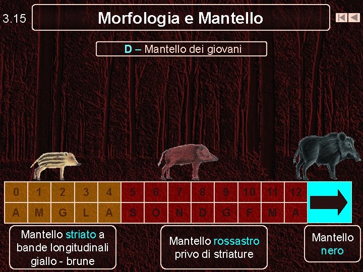 Morfologia e Mantello 3. 15 D – Mantello dei giovani 0 1 2 3 Morfologia e Mantello 3. 15 D – Mantello dei giovani 0 1 2 3