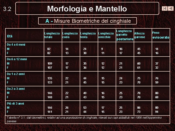 3. 2 Morfologia e Mantello A - Misure Biometriche del cinghiale Età Lunghezza totale 3. 2 Morfologia e Mantello A - Misure Biometriche del cinghiale Età Lunghezza totale