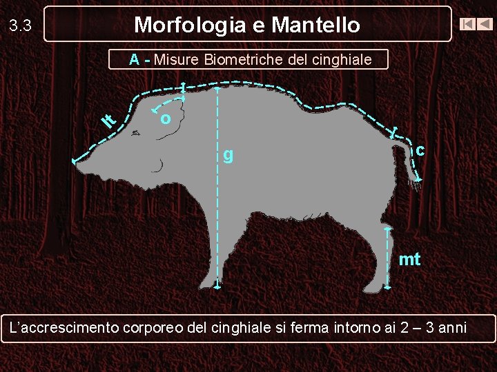Morfologia e Mantello 3. 3 lt A - Misure Biometriche del cinghiale o g Morfologia e Mantello 3. 3 lt A - Misure Biometriche del cinghiale o g