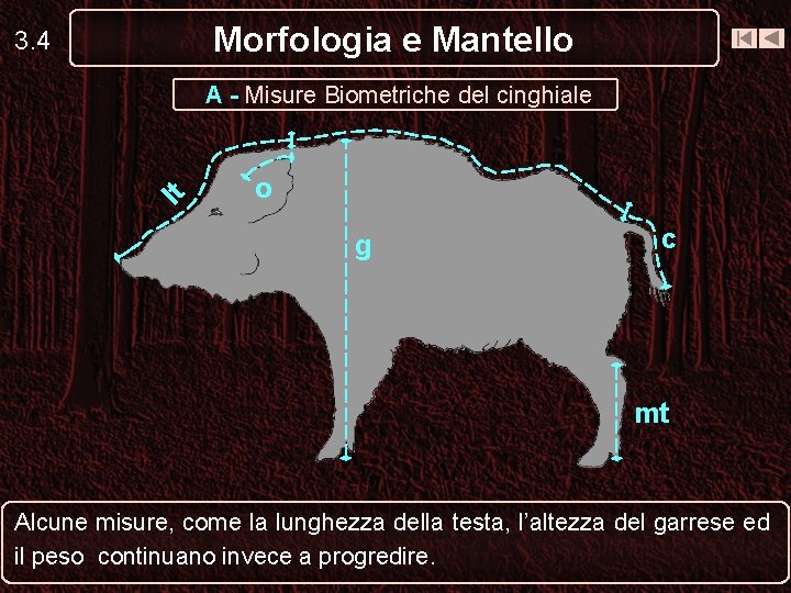 Morfologia e Mantello 3. 4 lt A - Misure Biometriche del cinghiale o g Morfologia e Mantello 3. 4 lt A - Misure Biometriche del cinghiale o g