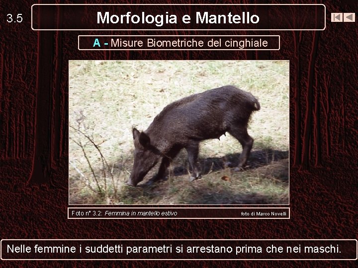 3. 5 Morfologia e Mantello A - Misure Biometriche del cinghiale Foto n° 3. 3. 5 Morfologia e Mantello A - Misure Biometriche del cinghiale Foto n° 3.