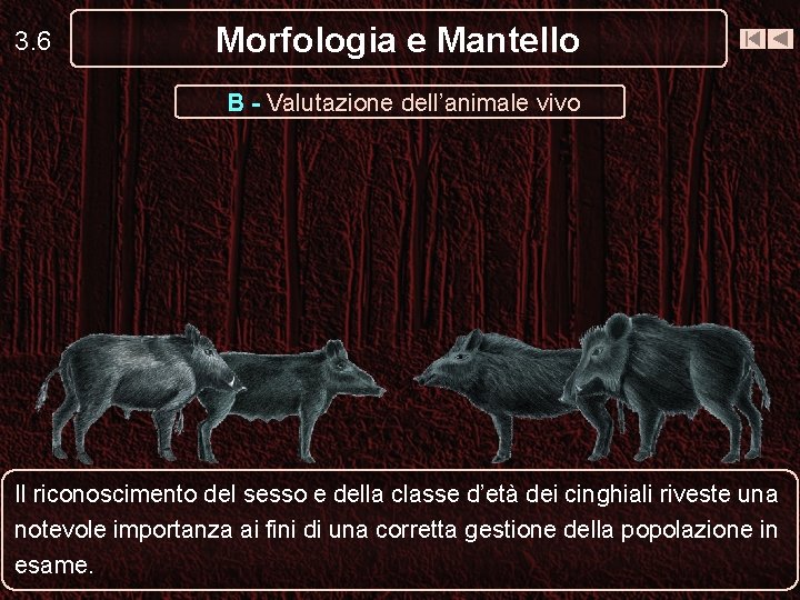 3. 6 Morfologia e Mantello B - Valutazione dell’animale vivo Il riconoscimento del sesso 3. 6 Morfologia e Mantello B - Valutazione dell’animale vivo Il riconoscimento del sesso