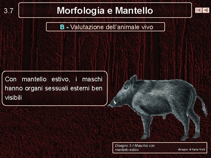 3. 7 Morfologia e Mantello B - Valutazione dell’animale vivo Con mantello estivo, i 3. 7 Morfologia e Mantello B - Valutazione dell’animale vivo Con mantello estivo, i