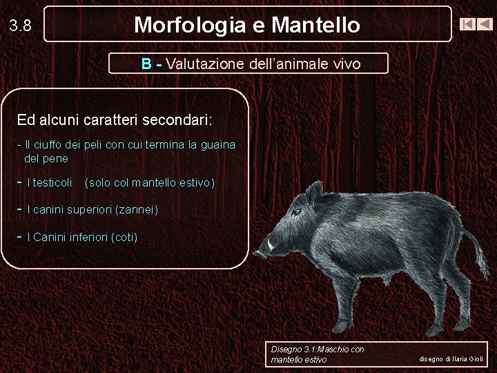 3. 8 Morfologia e Mantello B - Valutazione dell’animale vivo Ed alcuni caratteri secondari: 3. 8 Morfologia e Mantello B - Valutazione dell’animale vivo Ed alcuni caratteri secondari: