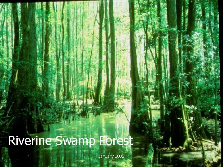 Riverine Swamp Forest January 2002 