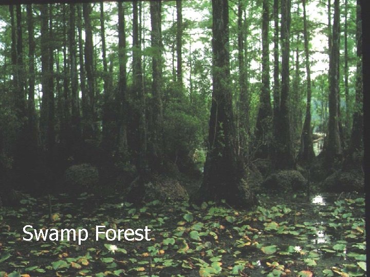 Swamp Forest January 2002 