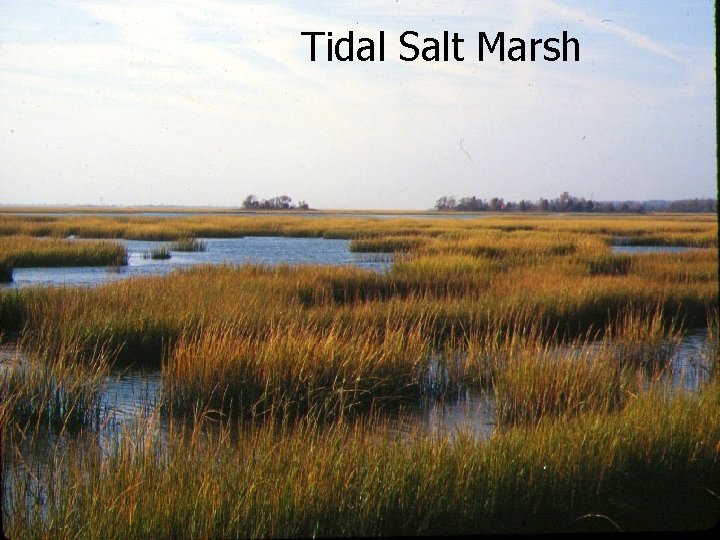 Tidal Salt Marsh January 2002 