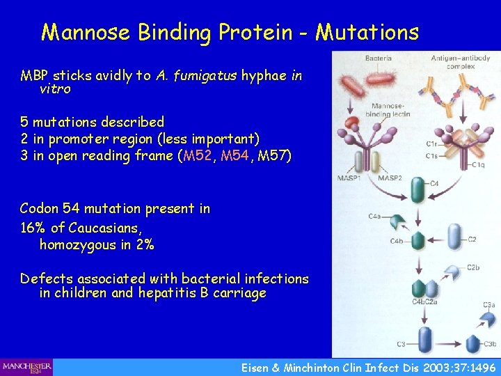 Mannose Binding Protein - Mutations MBP sticks avidly to A. fumigatus hyphae in vitro