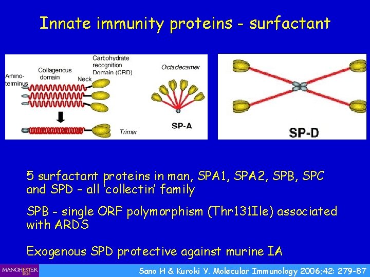 Innate immunity proteins - surfactant 5 surfactant proteins in man, SPA 1, SPA 2,