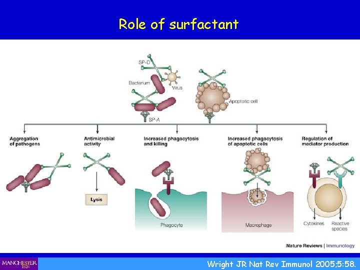 Role of surfactant Wright JR Nat Rev Immunol 2005; 5: 58. 