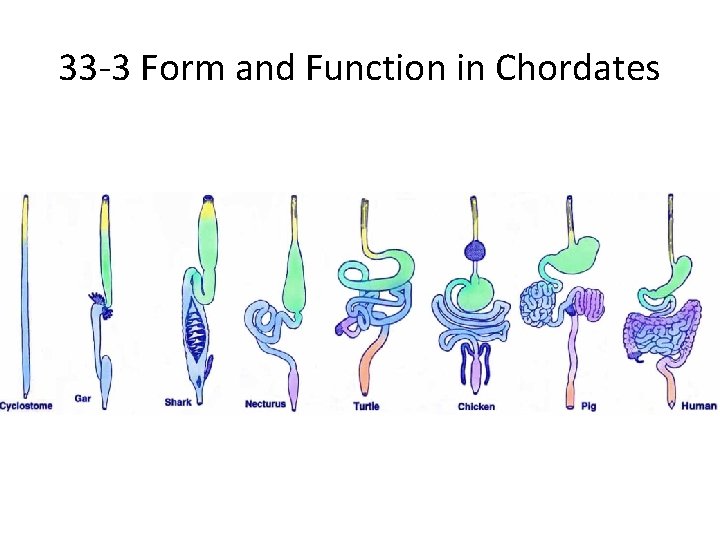 33 -3 Form and Function in Chordates 