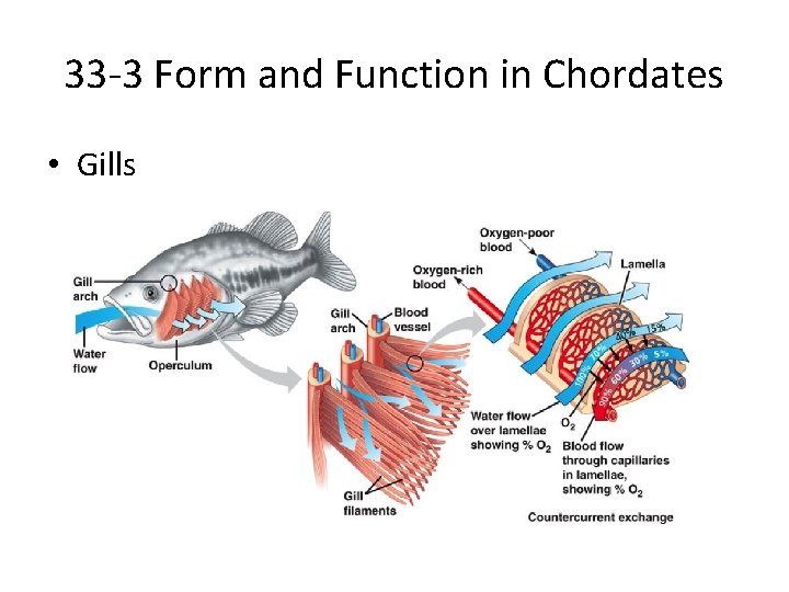 33 -3 Form and Function in Chordates • Gills 