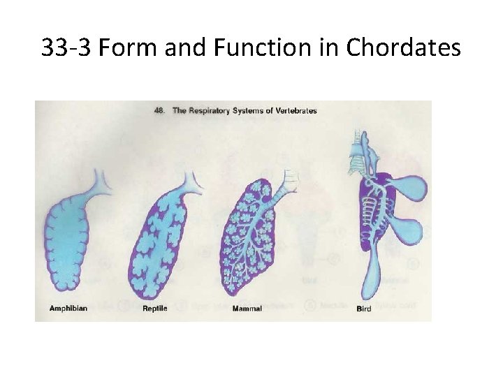 33 -3 Form and Function in Chordates 