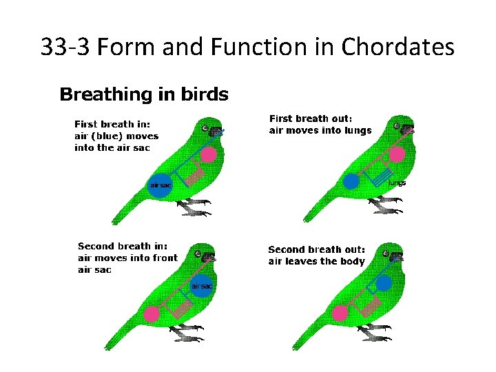 33 -3 Form and Function in Chordates 