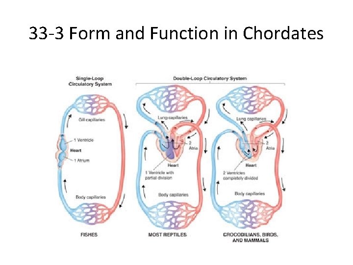 33 -3 Form and Function in Chordates 