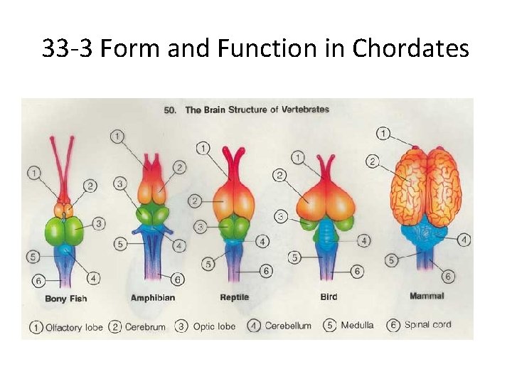 33 -3 Form and Function in Chordates 