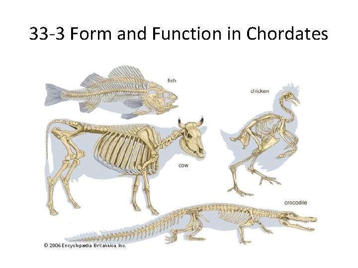 33 -3 Form and Function in Chordates 