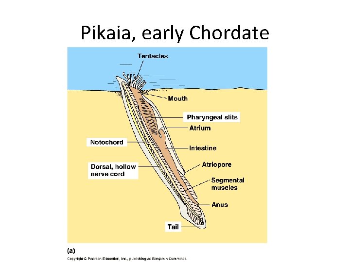 Pikaia, early Chordate 