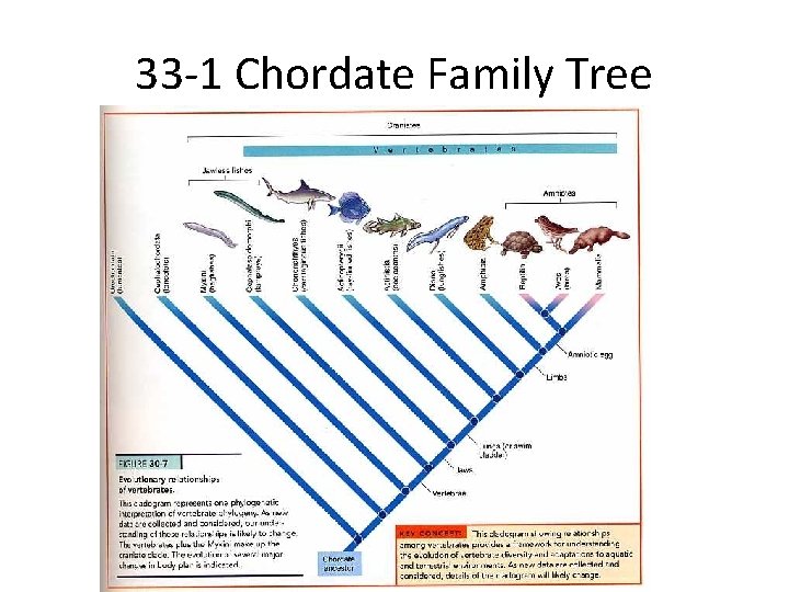 33 -1 Chordate Family Tree 