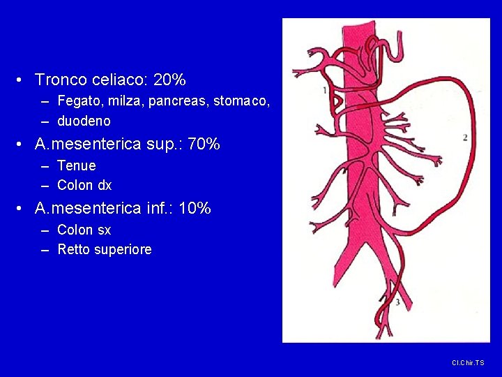  • Tronco celiaco: 20% – Fegato, milza, pancreas, stomaco, – duodeno • A.