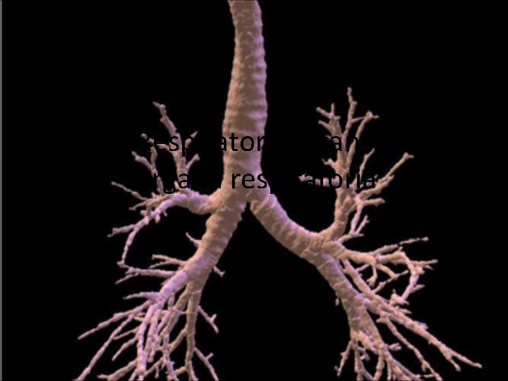 Respiratory organs Organa respiratoria 