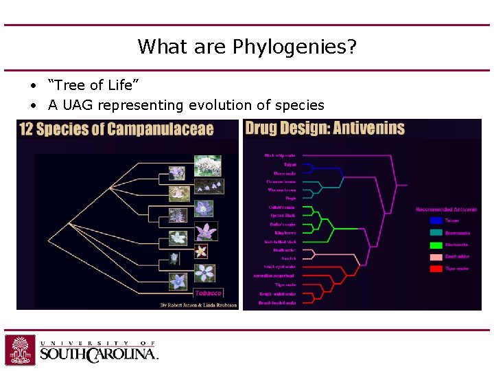 What are Phylogenies? • “Tree of Life” • A UAG representing evolution of species