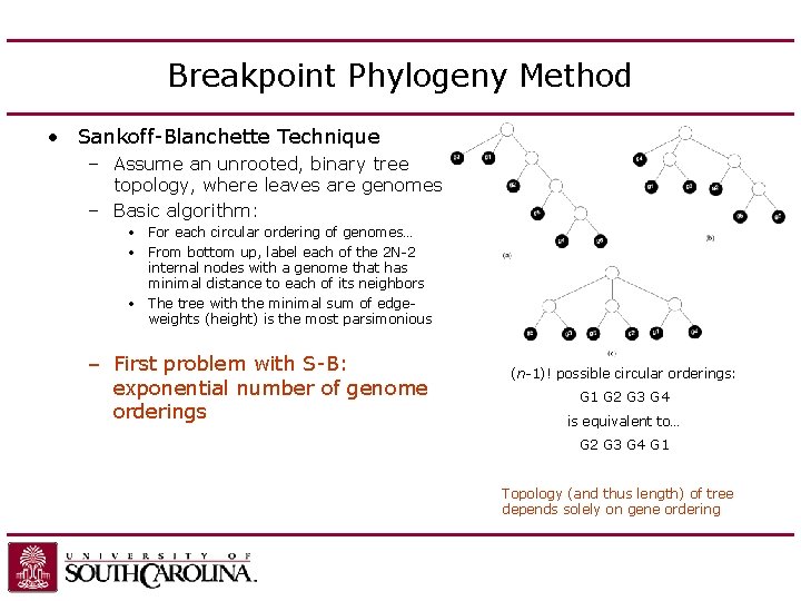 Breakpoint Phylogeny Method • Sankoff-Blanchette Technique – Assume an unrooted, binary tree topology, where