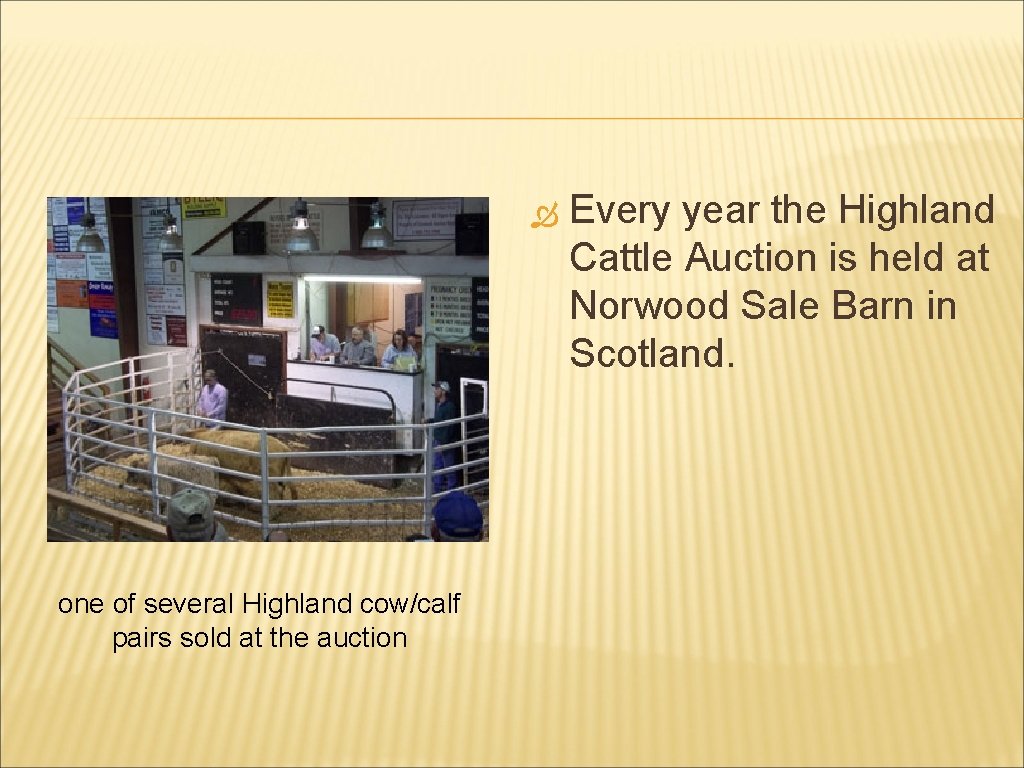  one of several Highland cow/calf pairs sold at the auction Every year the