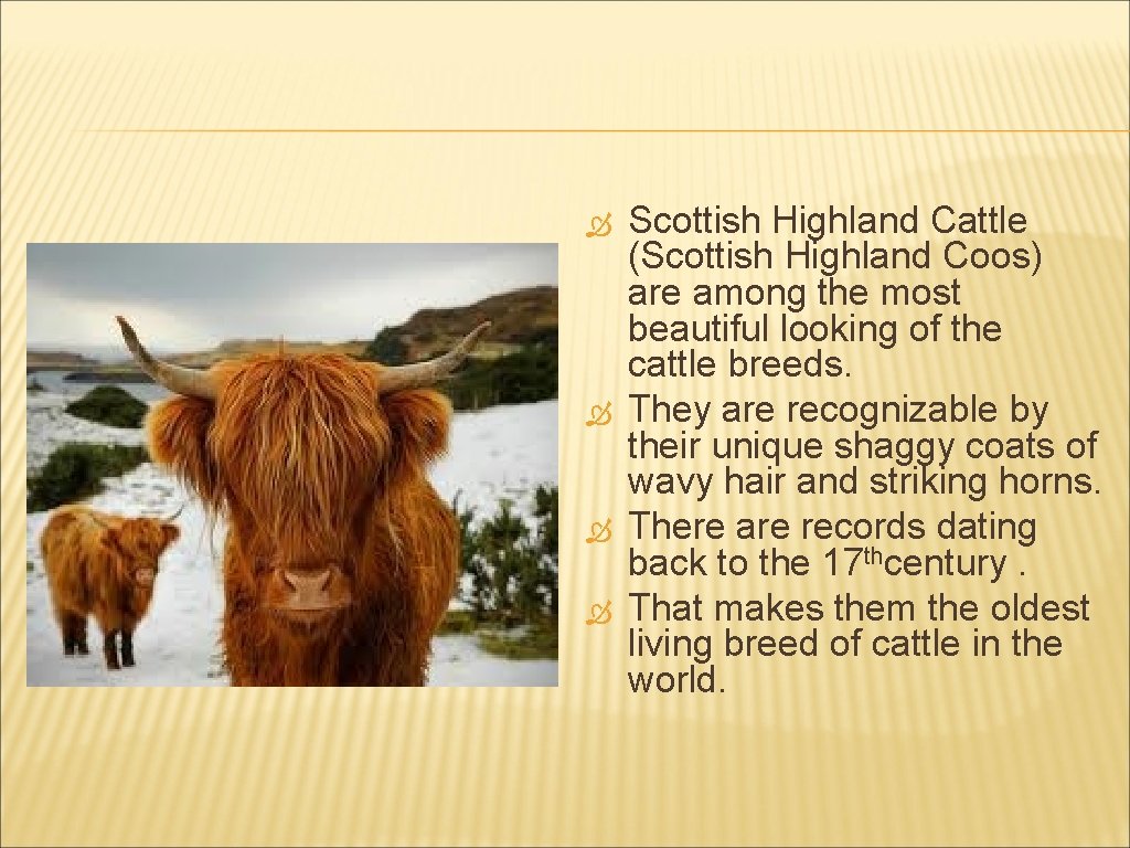  Scottish Highland Cattle (Scottish Highland Coos) are among the most beautiful looking of