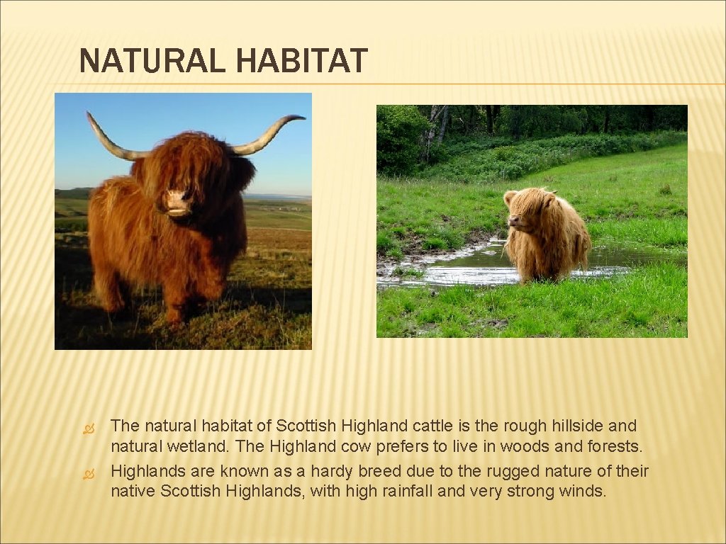 NATURAL HABITAT The natural habitat of Scottish Highland cattle is the rough hillside and