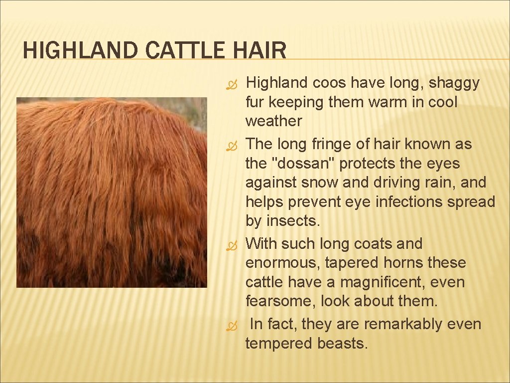 HIGHLAND CATTLE HAIR Highland coos have long, shaggy fur keeping them warm in cool