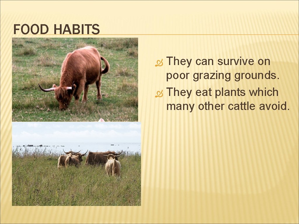 FOOD HABITS They can survive on poor grazing grounds. They eat plants which many