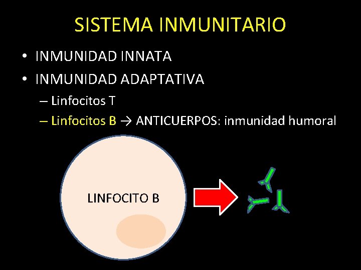 SISTEMA INMUNITARIO • INMUNIDAD INNATA • INMUNIDAD ADAPTATIVA – Linfocitos T – Linfocitos B