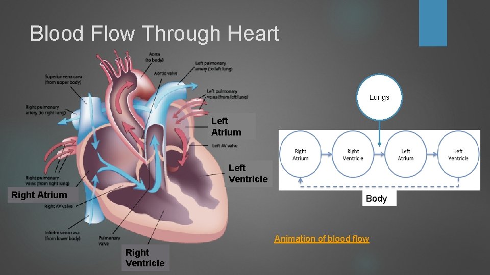Blood Flow Through Heart Lungs Left Atrium Left Ventricle Right Atrium Body Animation of Blood Flow Through Heart Lungs Left Atrium Left Ventricle Right Atrium Body Animation of