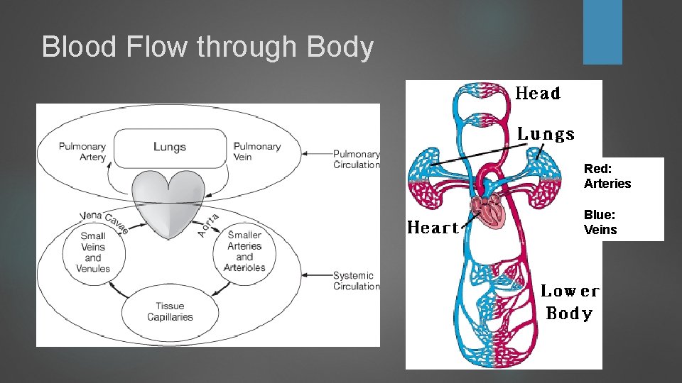 Blood Flow through Body Red: Arteries Blue: Veins Blood Flow through Body Red: Arteries Blue: Veins