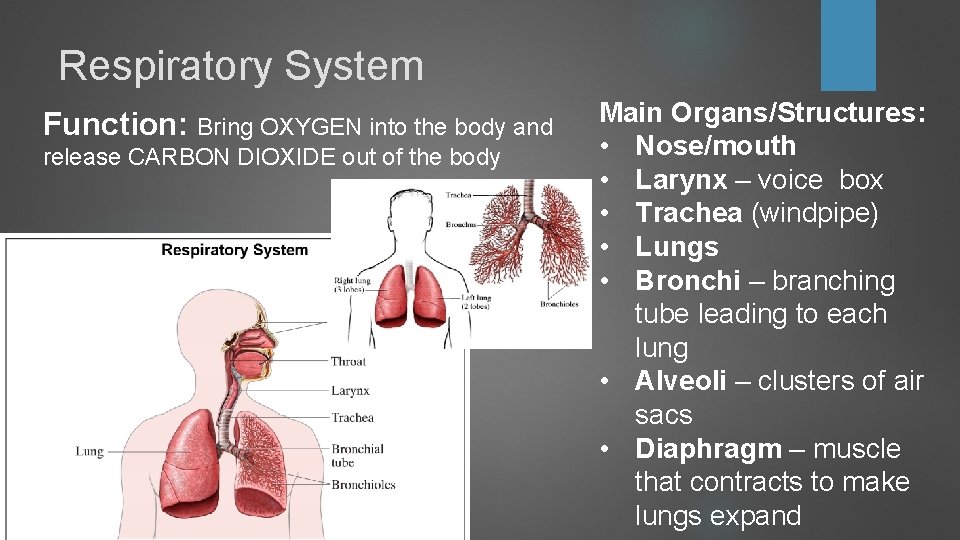 Respiratory System Function: Bring OXYGEN into the body and release CARBON DIOXIDE out of Respiratory System Function: Bring OXYGEN into the body and release CARBON DIOXIDE out of