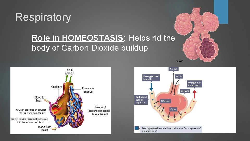 Respiratory Role in HOMEOSTASIS: Helps rid the body of Carbon Dioxide buildup Respiratory Role in HOMEOSTASIS: Helps rid the body of Carbon Dioxide buildup