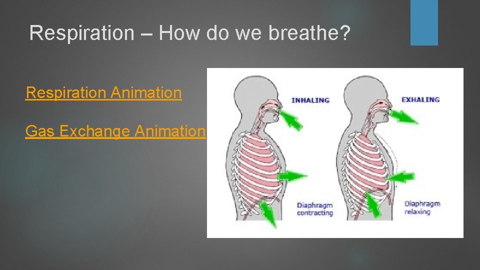 Respiration – How do we breathe? Respiration Animation Gas Exchange Animation Respiration – How do we breathe? Respiration Animation Gas Exchange Animation