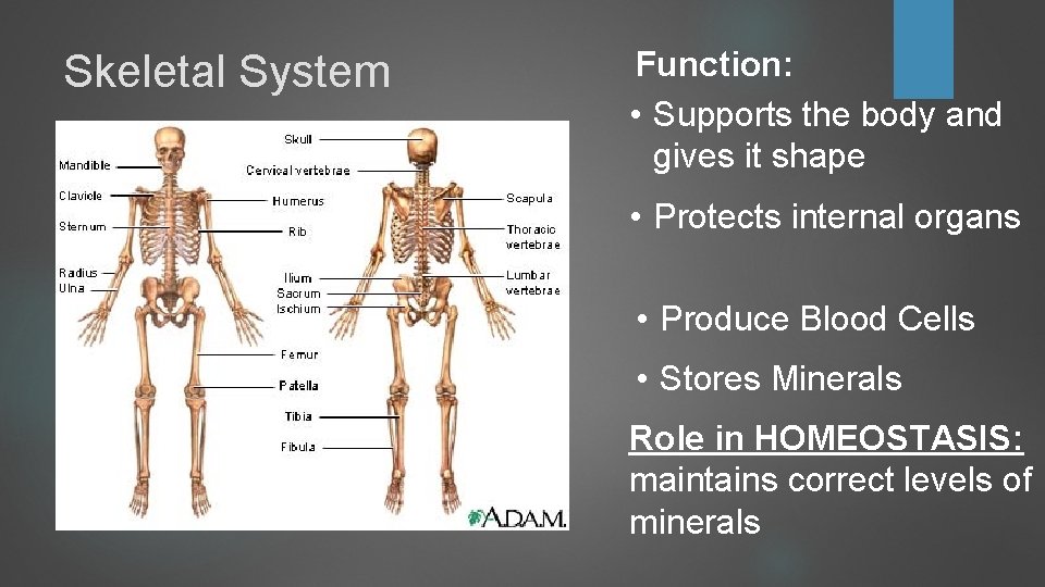 Skeletal System Function: • Supports the body and gives it shape • Protects internal Skeletal System Function: • Supports the body and gives it shape • Protects internal