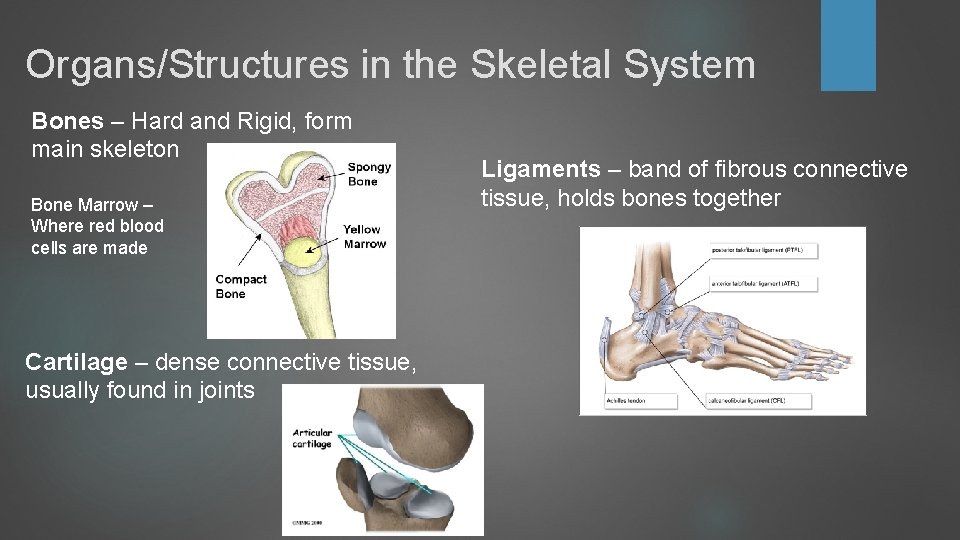 Organs/Structures in the Skeletal System Bones – Hard and Rigid, form main skeleton Bone Organs/Structures in the Skeletal System Bones – Hard and Rigid, form main skeleton Bone