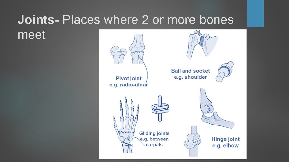 Joints- Places where 2 or more bones meet Joints- Places where 2 or more bones meet