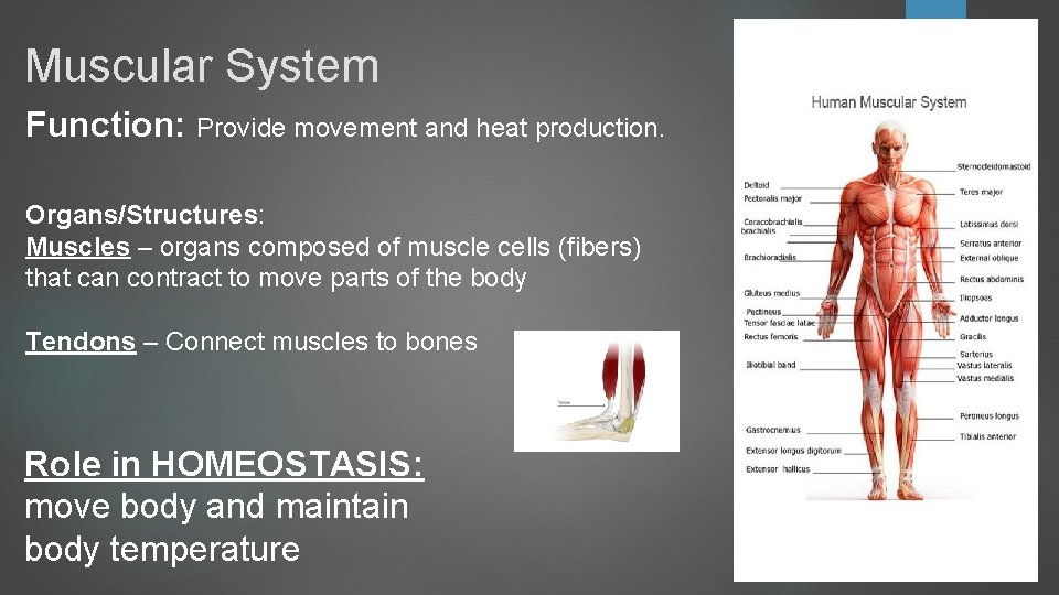 Muscular System Function: Provide movement and heat production. Organs/Structures: Muscles – organs composed of Muscular System Function: Provide movement and heat production. Organs/Structures: Muscles – organs composed of