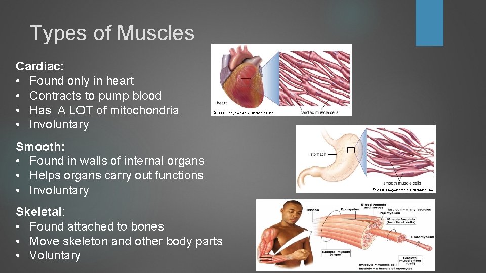 Types of Muscles Cardiac: • Found only in heart • Contracts to pump blood Types of Muscles Cardiac: • Found only in heart • Contracts to pump blood